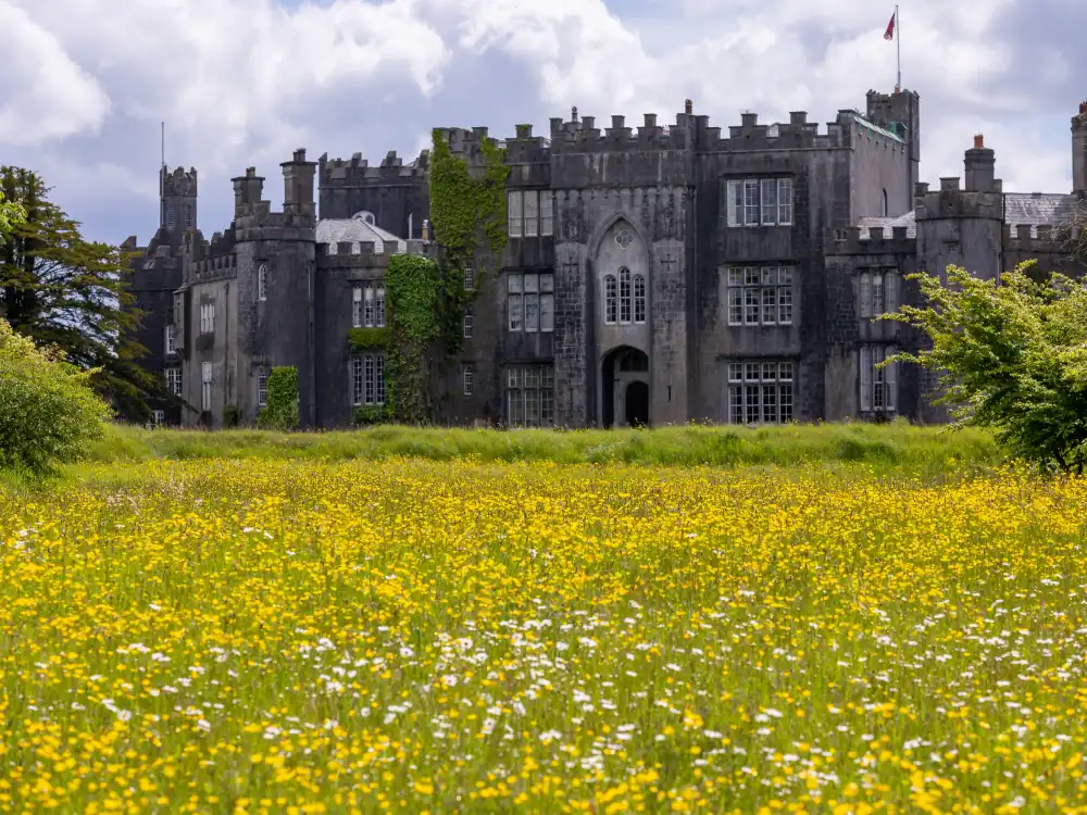 Birr Castle's south front rising behind a wildflower meadow of buttercups and ox-eye daisies, a Gothic-Revival Irish castle in County Offaly