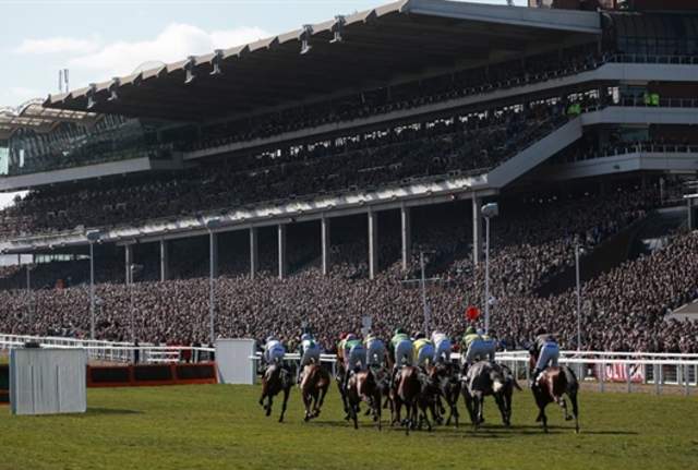 Field of horses approaching the Cheltenham finish in front of a packed grandstand