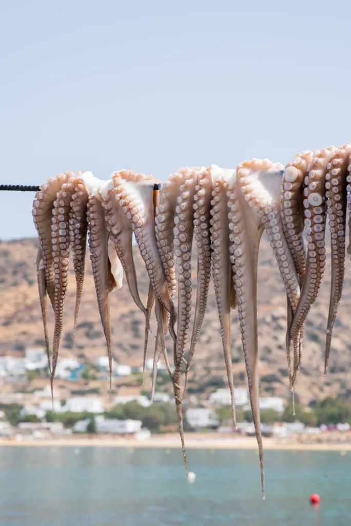 Octopus drying at Drakos Taverna, Ios