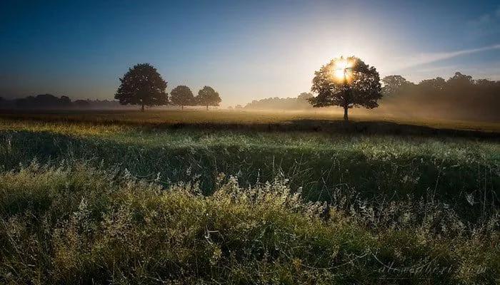 Sunrise through a lone oak in Richmond Park, mist sitting low over dew-covered grass before 7am