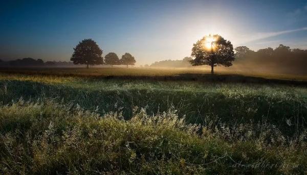 Richmond Park at Dawn — In for the Deer, Out for the View