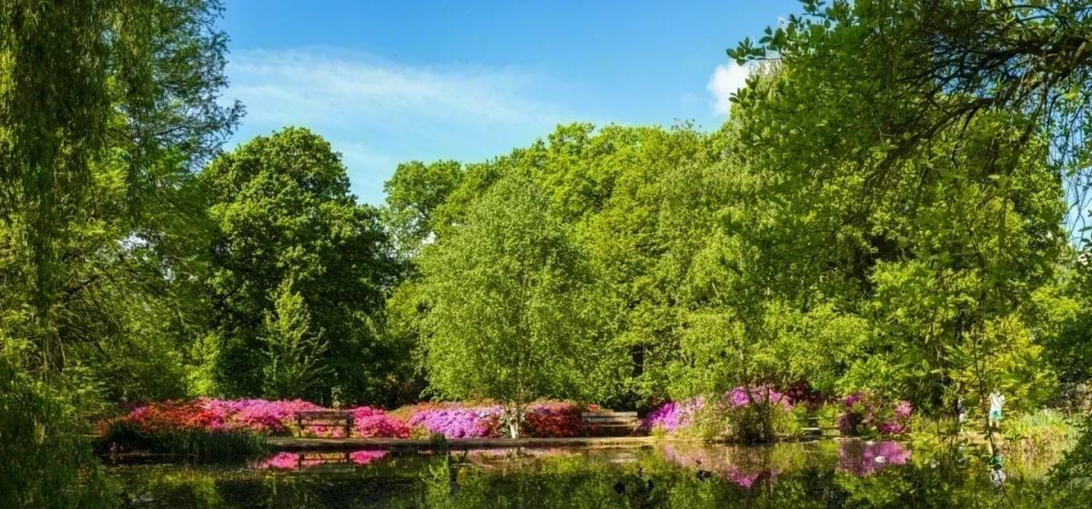 Azaleas in flower beside the lake in the Isabella Plantation, Richmond Park, reflected in still water